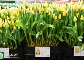 Tulipa Strong Gold (1)